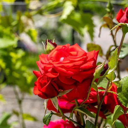 Гостевой дом Kazo Дубровник