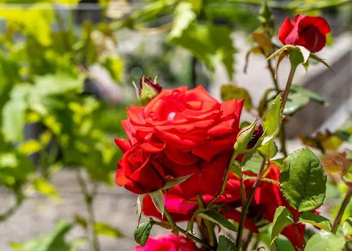 Πανσιόν Kazo Ντουμπρόβνικ